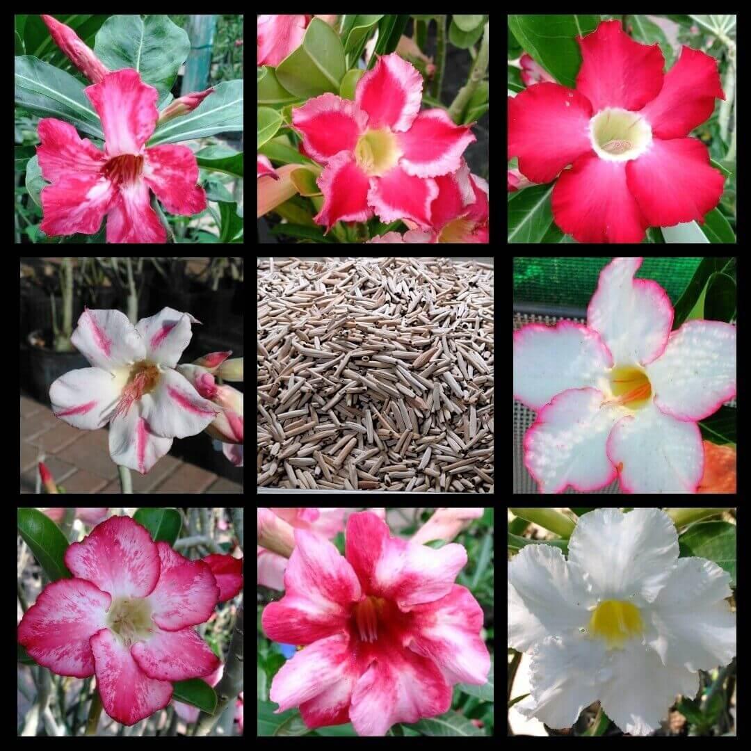 100 Desert Rose Seeds | Mixed Colors & Varieties - Seed World