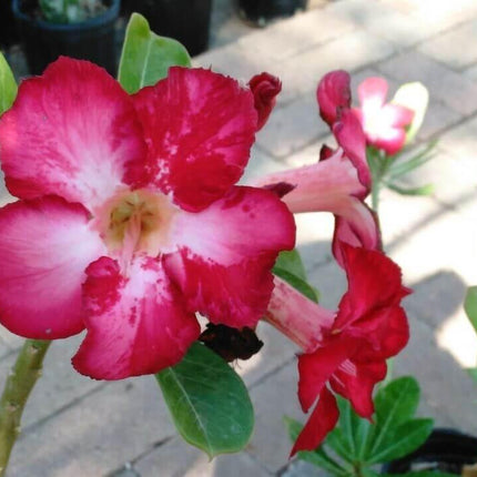 100 Desert Rose Seeds | Mixed Colors & Varieties - Seed World