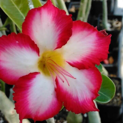 100 Desert Rose Seeds | Mixed Colors & Varieties - Seed World