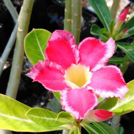 100 Desert Rose Seeds | Mixed Colors & Varieties - Seed World