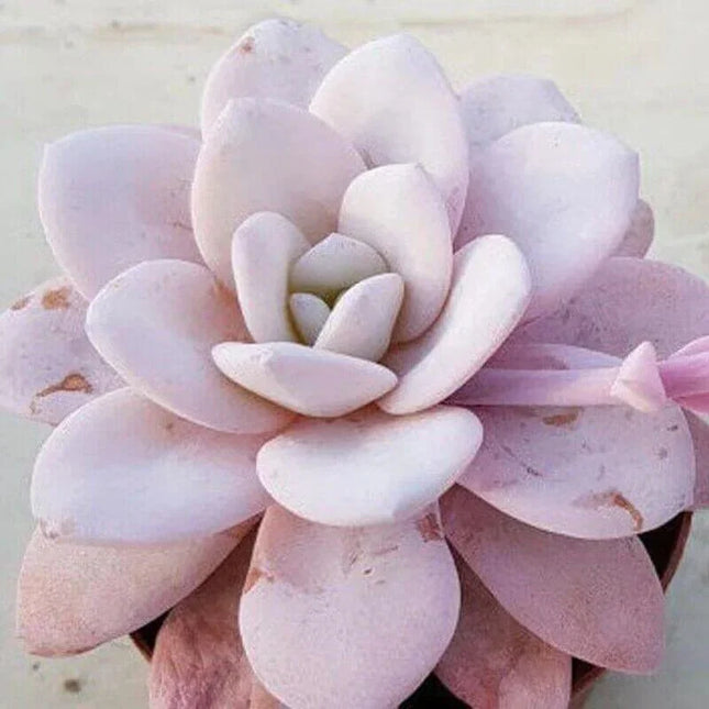 100 Echeveria Laui - Succulent Seeds - Seed World