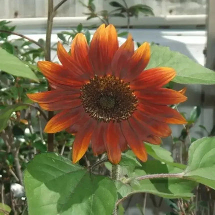 100 Evening Colors Sunflower Seeds - Seed World