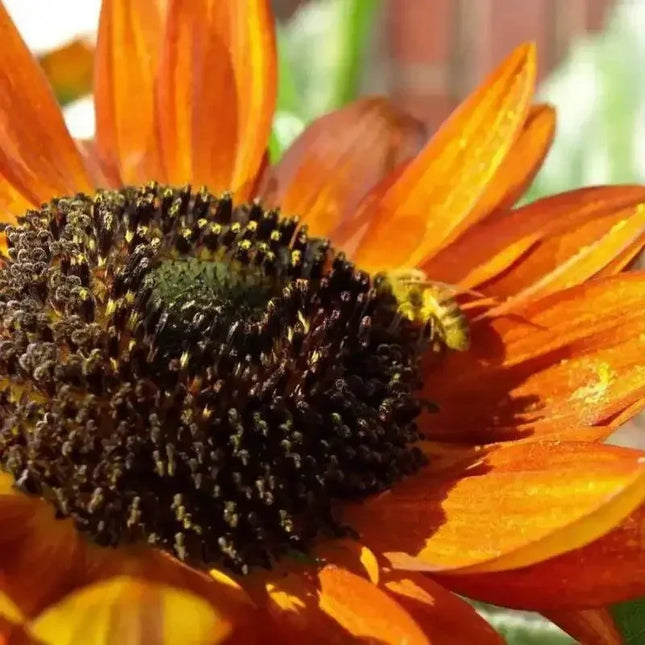 100 Evening Colors Sunflower Seeds - Seed World