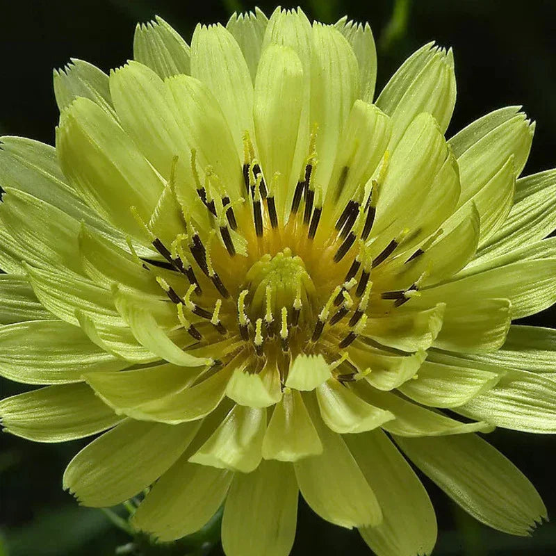 Close-up of a bright yellow flower with a dark center against a black background