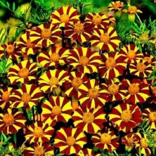 100 French Marigold Seeds – Court Jester - Seed World