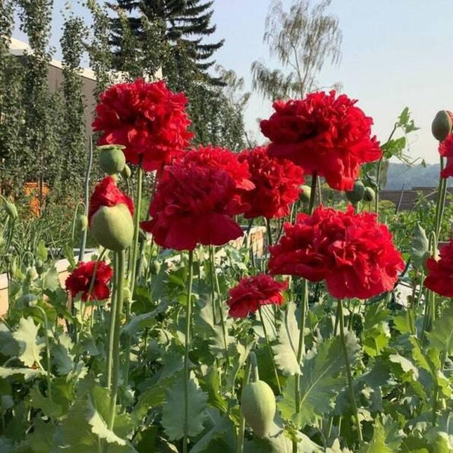 100 Giant Double Red Peony Poppy Seeds - Seed World