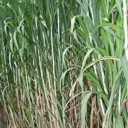 100 Giant Skyscraper Grass Seeds - Seed World