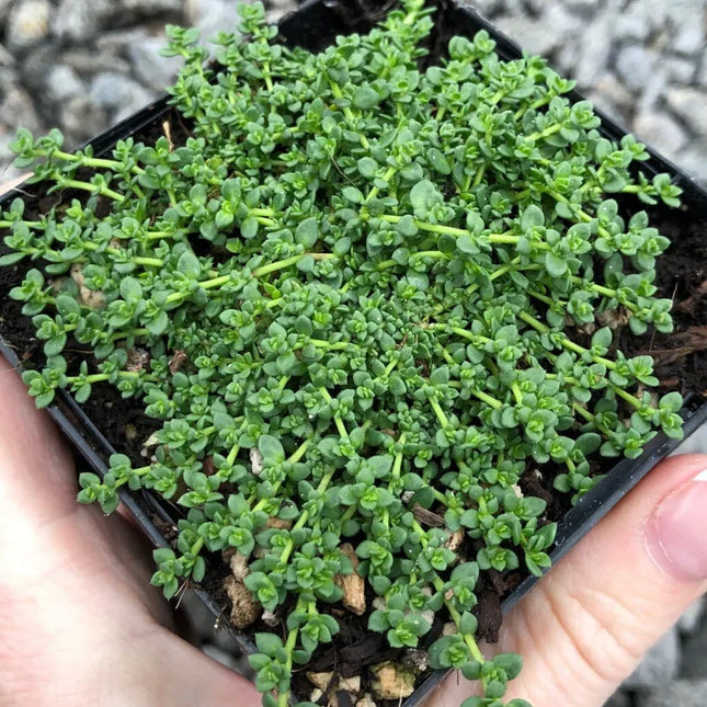 Small green plant in a black pot held by a hand against a blurred background