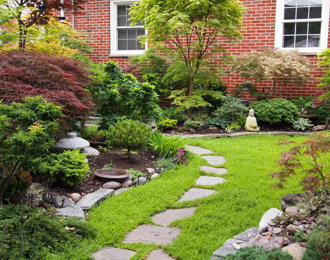 100 Green Carpet - Rupturewort Seeds - Seed World