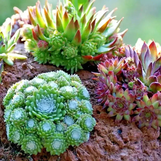 100 Hens and Chickens Seeds - Seed World