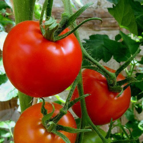 100 Homestead Tomato Seeds - Seed World