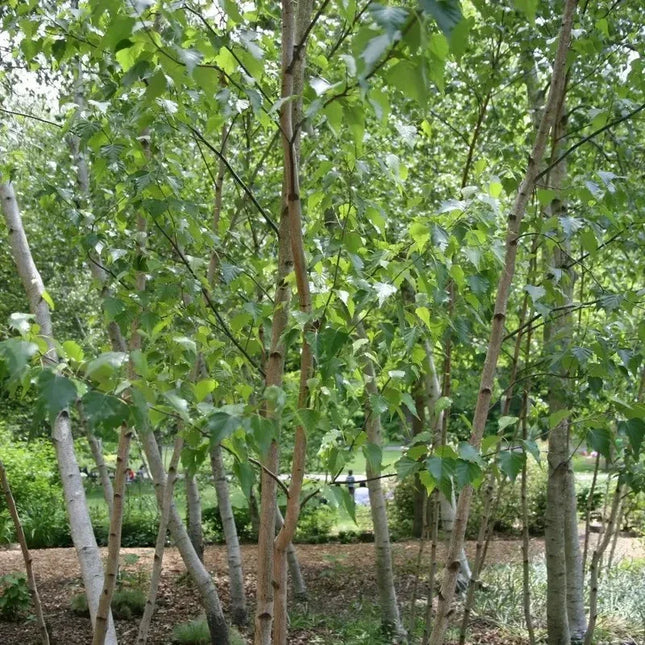 100 Japanese White Birch Tree Seeds - Seed World