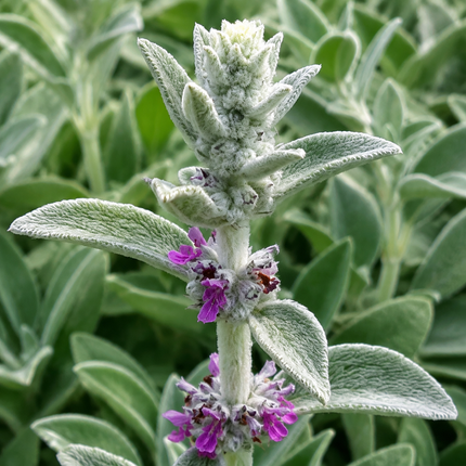 100 Lamb's Ear Byzantina Seeds