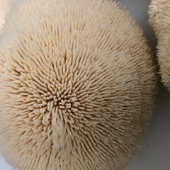 100 Lion's Mane Mushroom Plug Spawn - Seed World