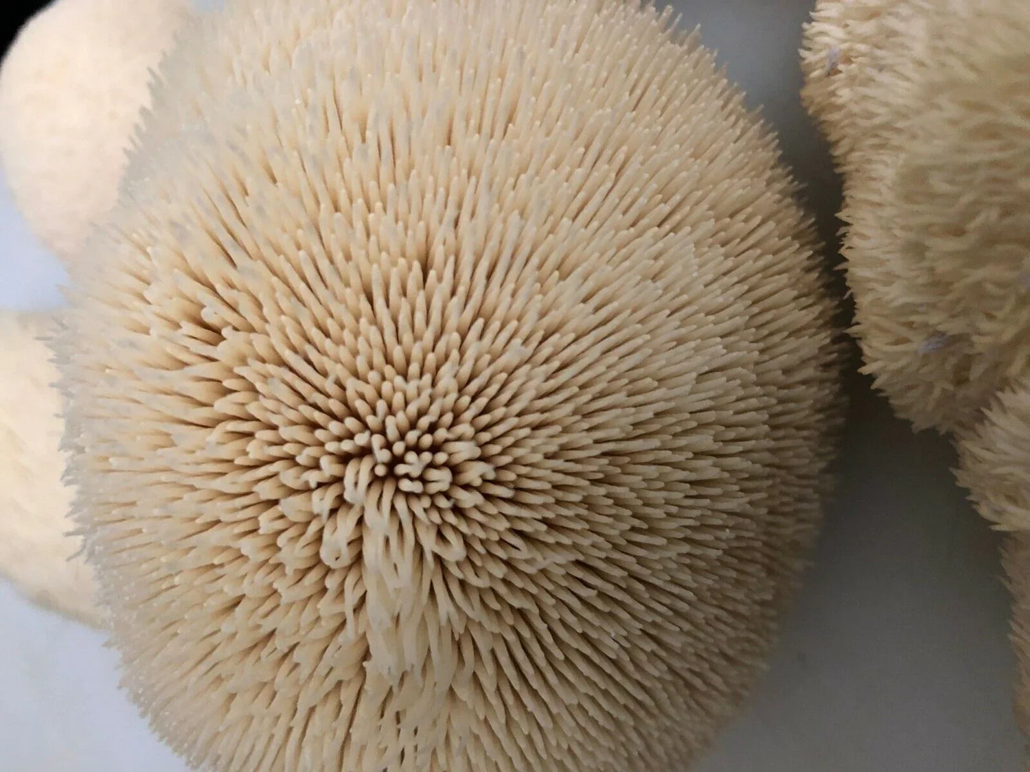 100 Lion's Mane Mushroom Plug Spawn - Seed World
