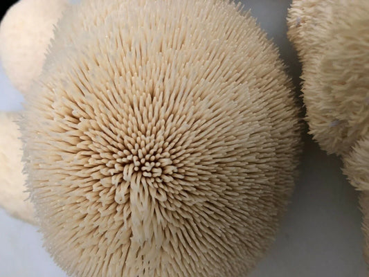 100 Lion's Mane Mushroom Plug Spawn - Seed World
