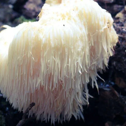 100 Lion's Mane Mushroom Plug Spawn - Seed World