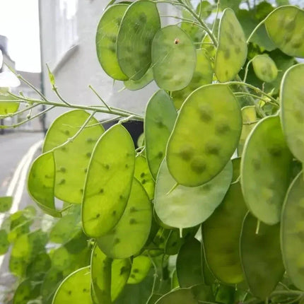 100 Lunaria - Money Plant - Honesty Flower Seeds - Seed World