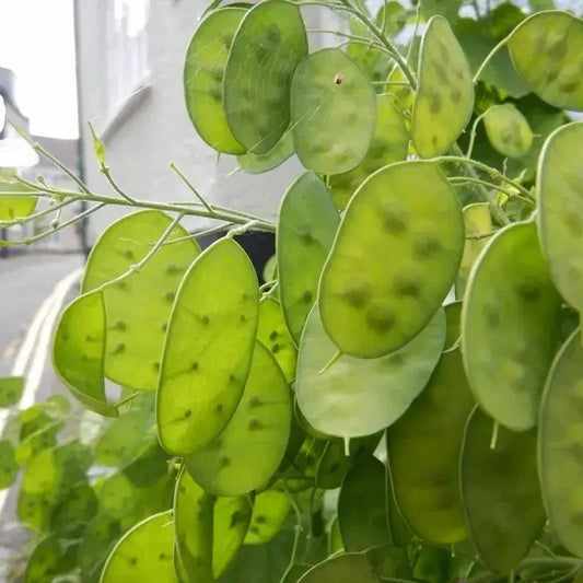 100 Lunaria - Money Plant - Honesty Flower Seeds - Seed World