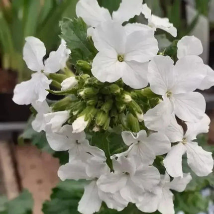 100 Lunaria - Money Plant - Honesty Flower Seeds - Seed World