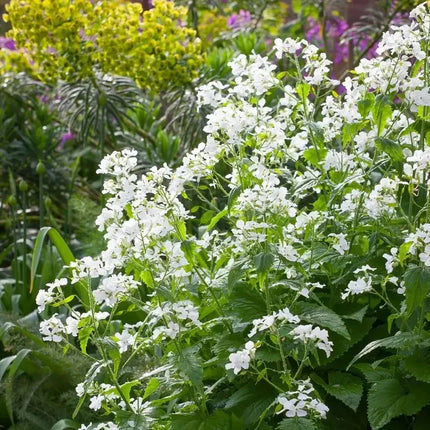 100 Lunaria - Money Plant - Honesty Flower Seeds - Seed World