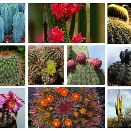 100 Mixed Cactus Seeds - Seed World