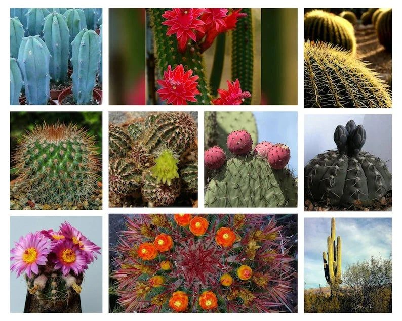 100 Mixed Cactus Seeds - Seed World