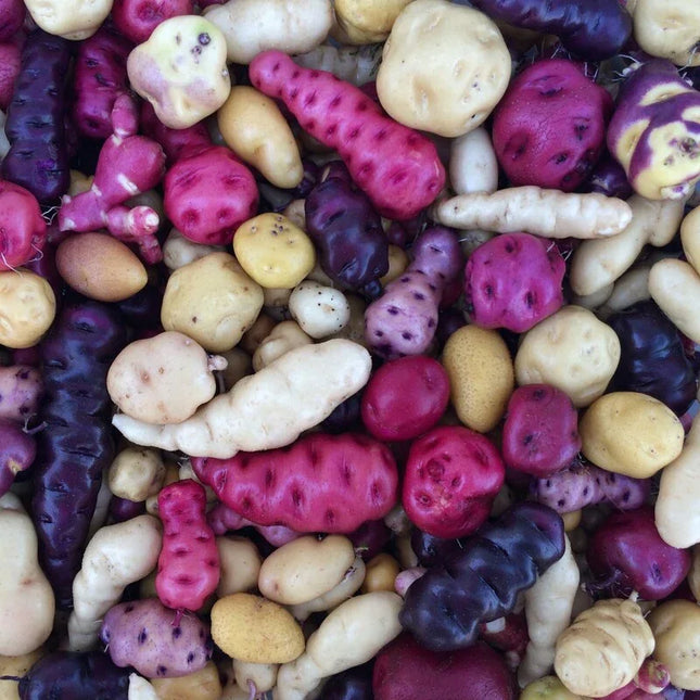 100 Mixed True Potato Seeds - Diploid, High Dormancy - Seed World