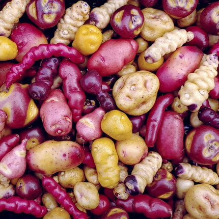 100 Mixed True Potato Seeds - Diploid, Low Dormancy - Seed World