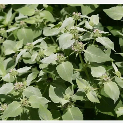 100 Mountain Mint Herb Seeds - Seed World