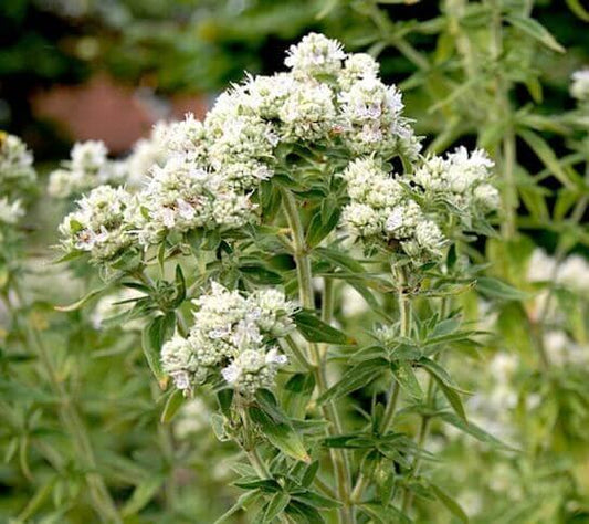 100 Mountain Mint Herb Seeds - Seed World