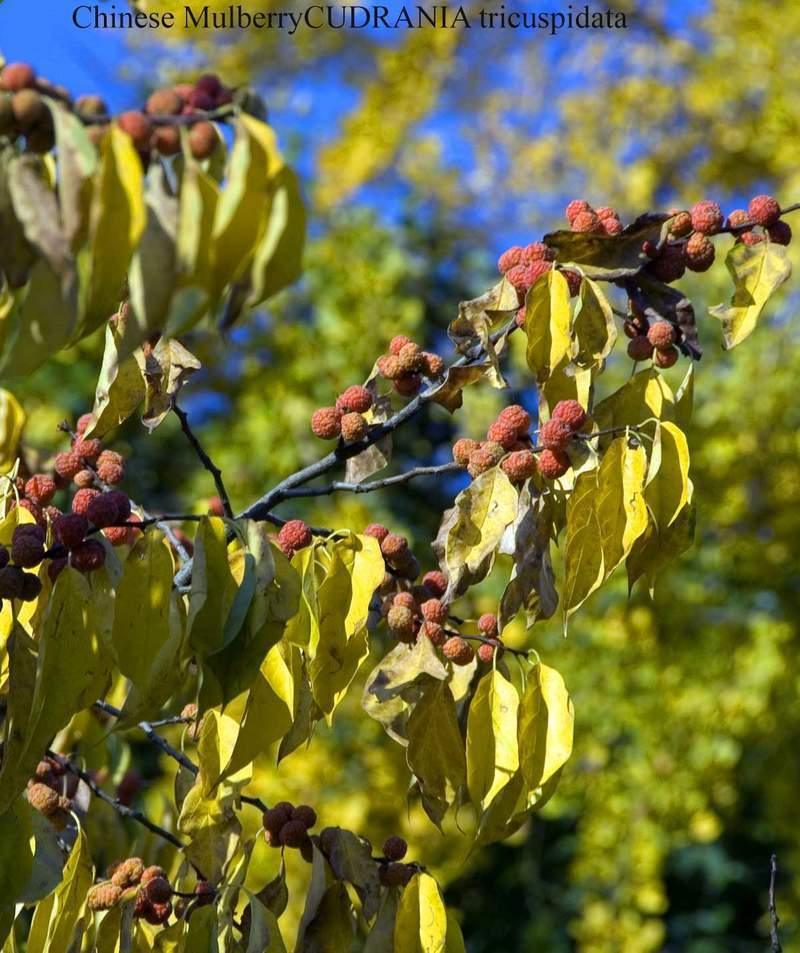 100 Mulberry Silkworm Tree Seeds - Seed World