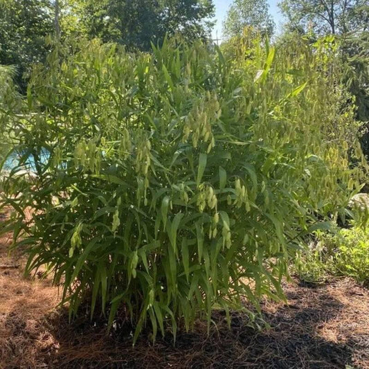 100 Northern Sea Oat Grass Seeds - Seed World