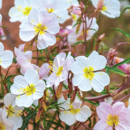 100 Pale Evening Primrose Seeds - Seed World