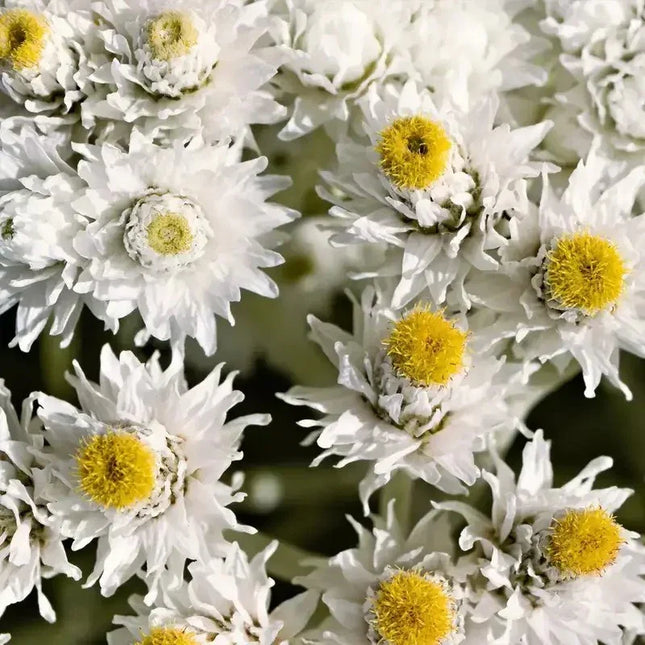 100 Pearly Everlasting Anaphalis Flower Seeds - Seed World