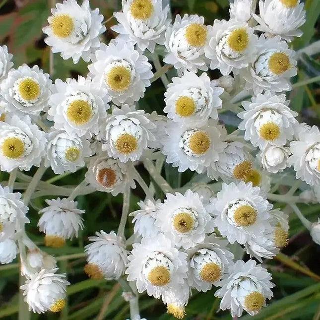 100 Pearly Everlasting Anaphalis Flower Seeds - Seed World
