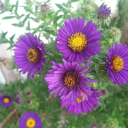 100 Purple New England Aster Seeds - Seed World
