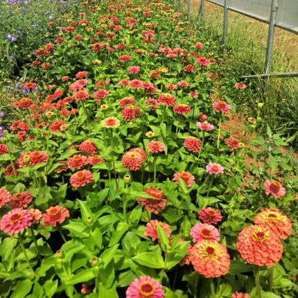 100 Queen Lime Red Zinnia Seeds - Seed World