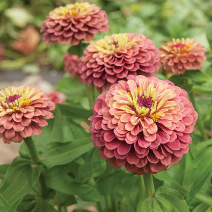 100 Queen Lime Red Zinnia Seeds - Seed World