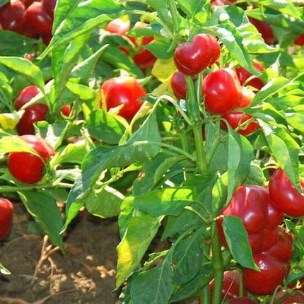 100 Red Cherry Hot Pepper Seeds - Seed World