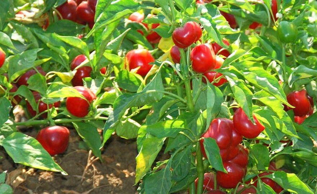 100 Red Cherry Hot Pepper Seeds - Seed World