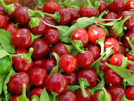 100 Red Cherry Hot Pepper Seeds - Seed World