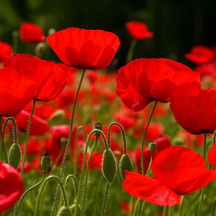 100 Red Poppy Flower Seeds – Scarlet Blooms, Easy Annual (Papaver rhoeas) - Seed World