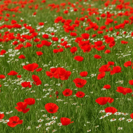 100 Red Poppy Flower Seeds – Scarlet Blooms, Easy Annual (Papaver rhoeas) - Seed World