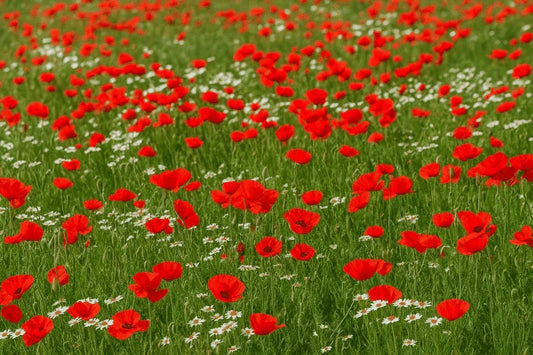 100 Red Poppy Flower Seeds – Scarlet Blooms, Easy Annual (Papaver rhoeas) - Seed World
