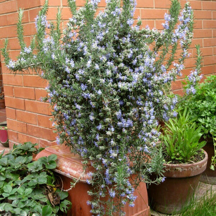100 Rosemary Herb Seeds - Seed World