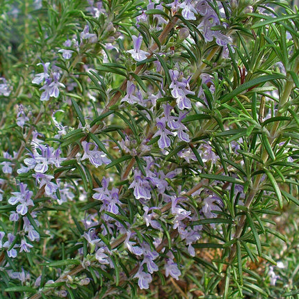 100 Rosemary Herb Seeds - Seed World
