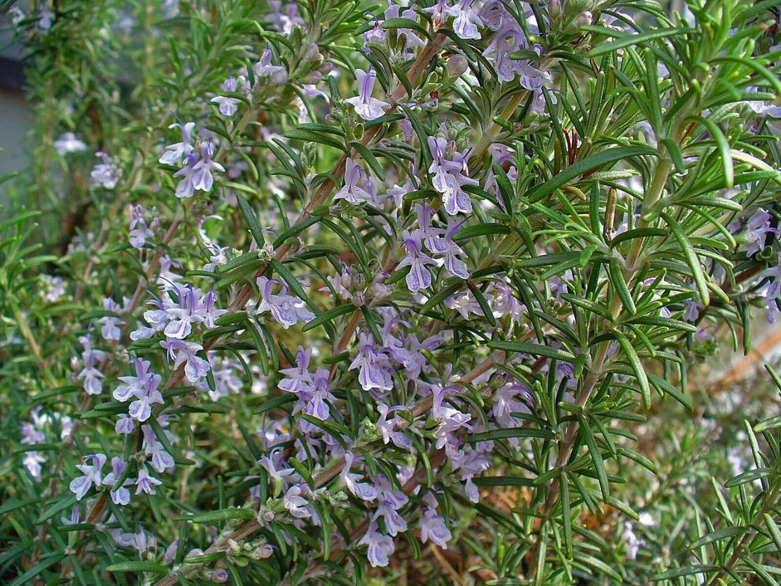 100 Rosemary Herb Seeds - Seed World