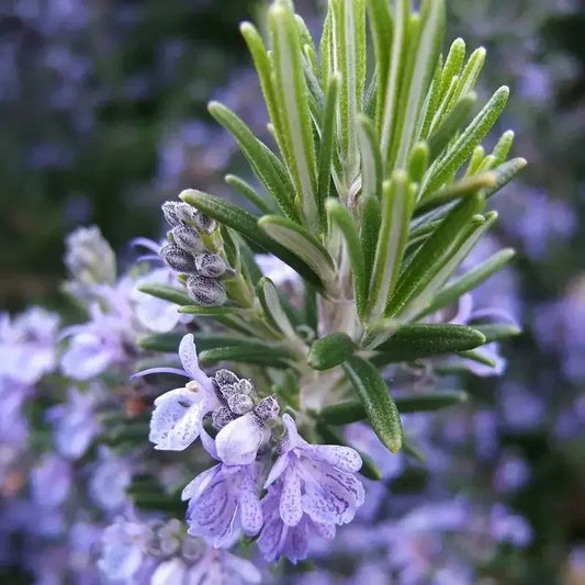 Close-up of a rosemary plant with green leaves and purple flowers.