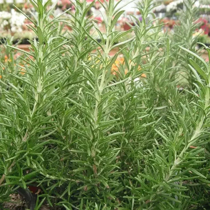 Close-up of a green bush with a blurred background